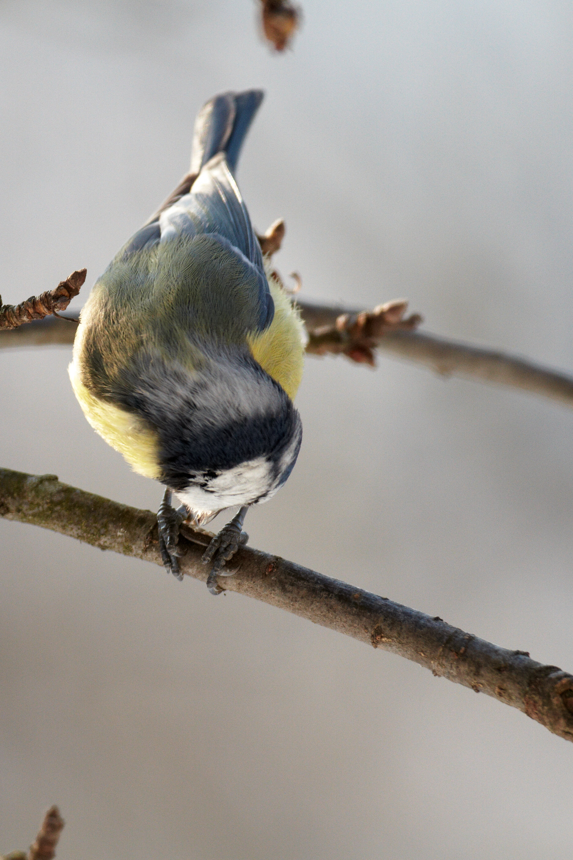 Cyanistes caeruleus Blaumeise  0125